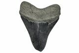 Serrated, Fossil Megalodon Tooth - South Carolina #360766-2
